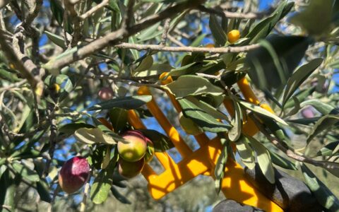 Antico Frantoio di San Giovanni - Capestrano