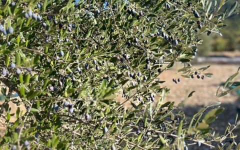 Antico Frantoio di San Giovanni - Capestrano